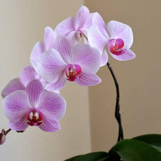 Orquídeas artificiais X Orquídeas Naturais: motivos para preferir as naturais