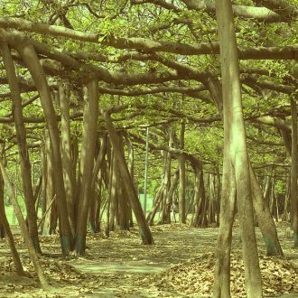 Banyan Tree - the botanical survey of india