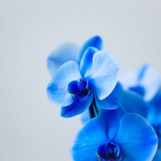 motivos para ter uma orquídea azul