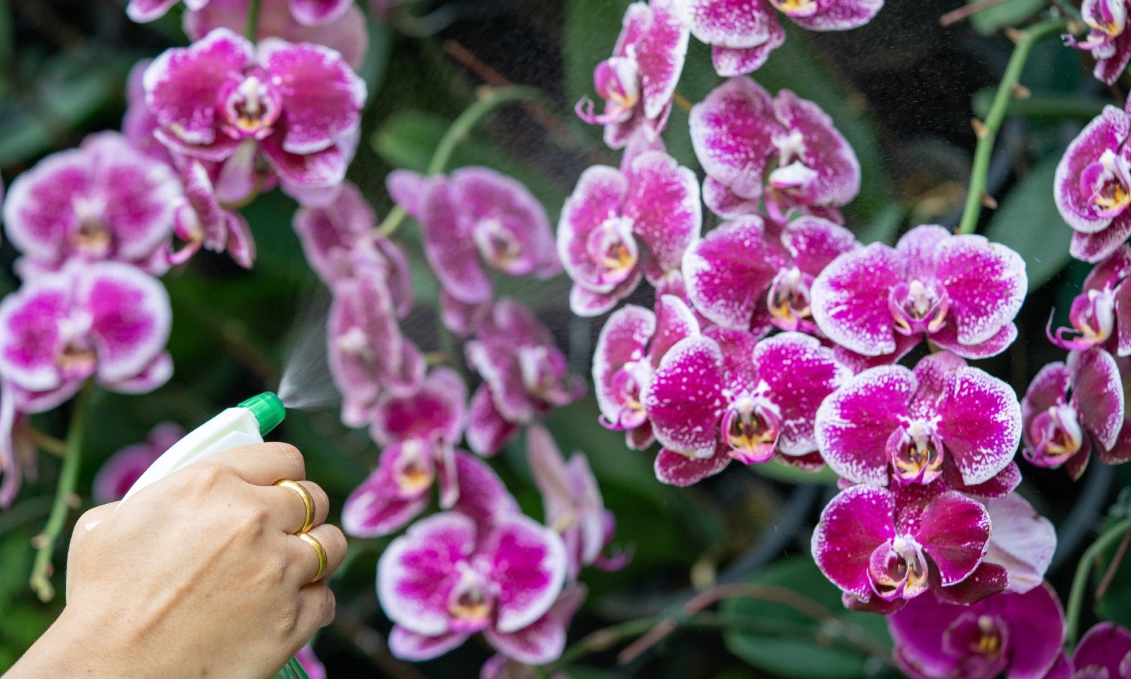 5 formas diferentes de regar orquídeas - Sítio Kolibri - Phalaenopsis