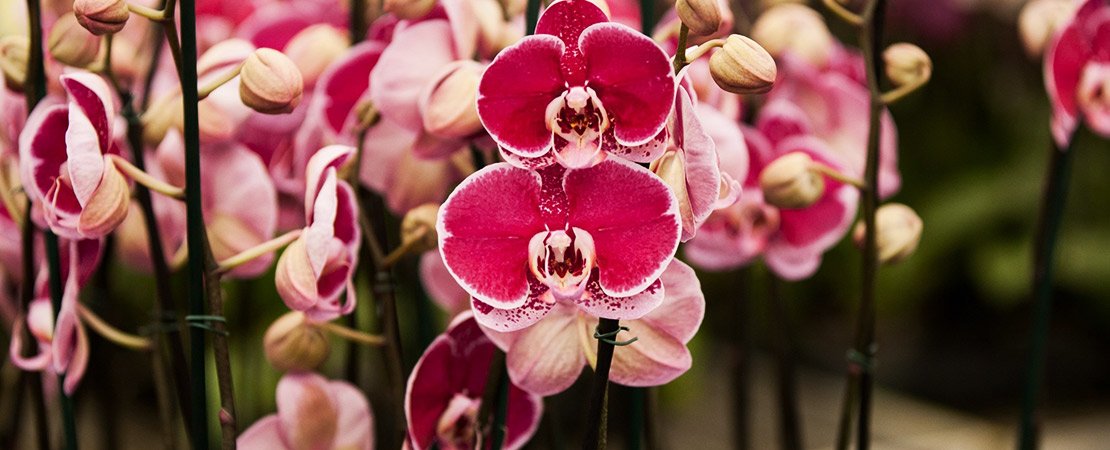 O que fazer com as orquídeas em março