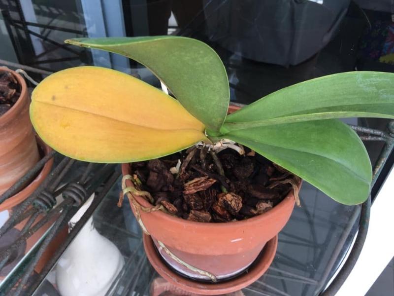 Orquídeas naturales – Verde Amarelo