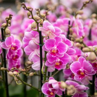 O segredo do iogurte para sua orquídea!