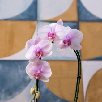 verdades sobre as Phalaenopsis